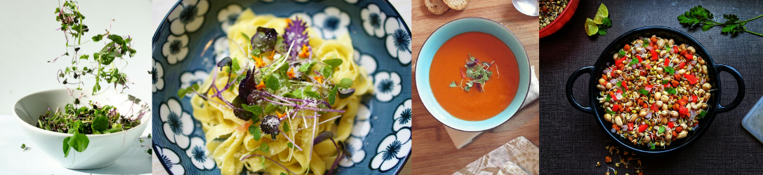 Microgreens na talíři